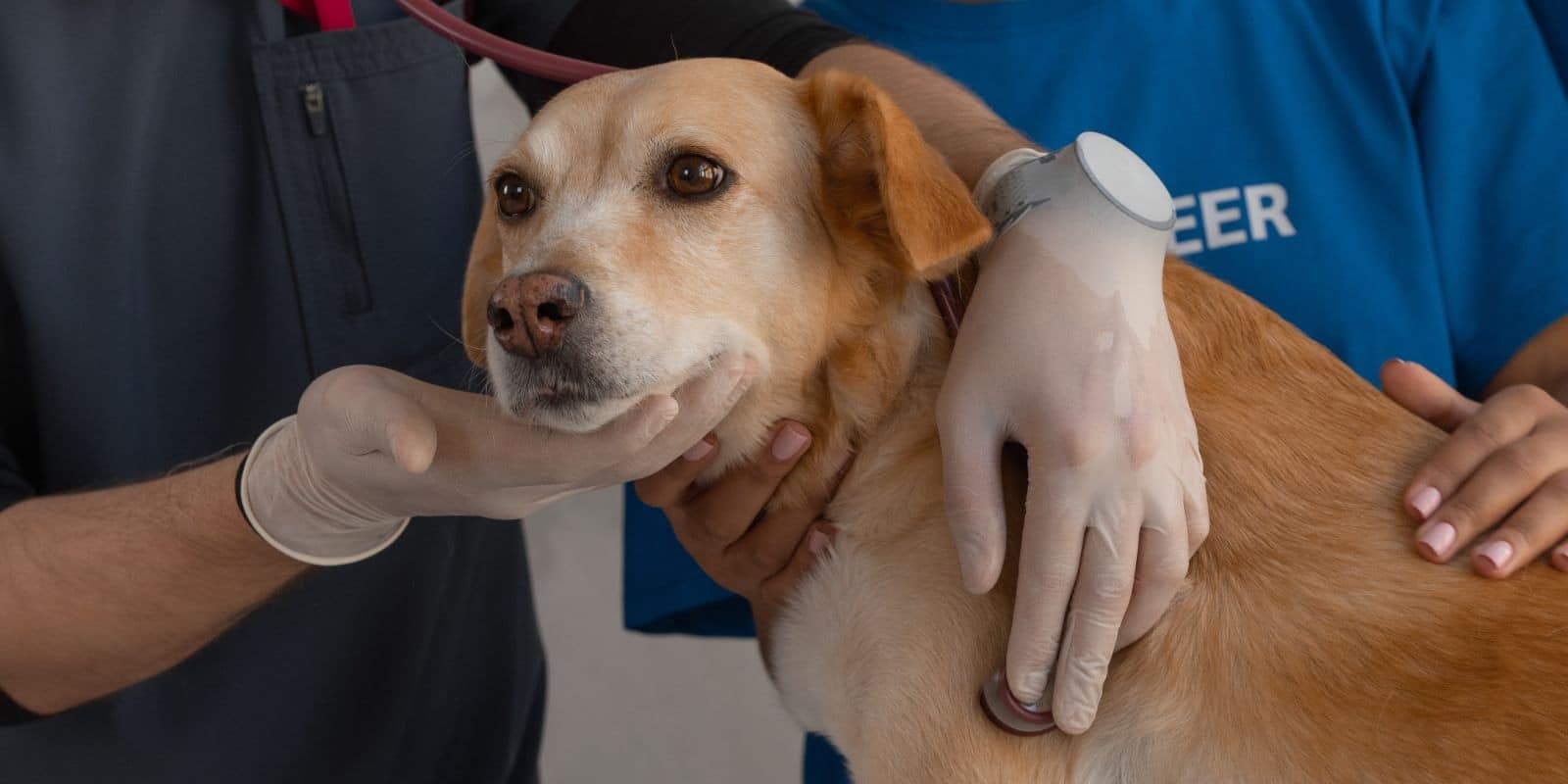 vet checking the dog