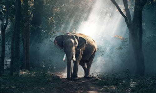 an elephant walking through a forest with sunlight shining on it