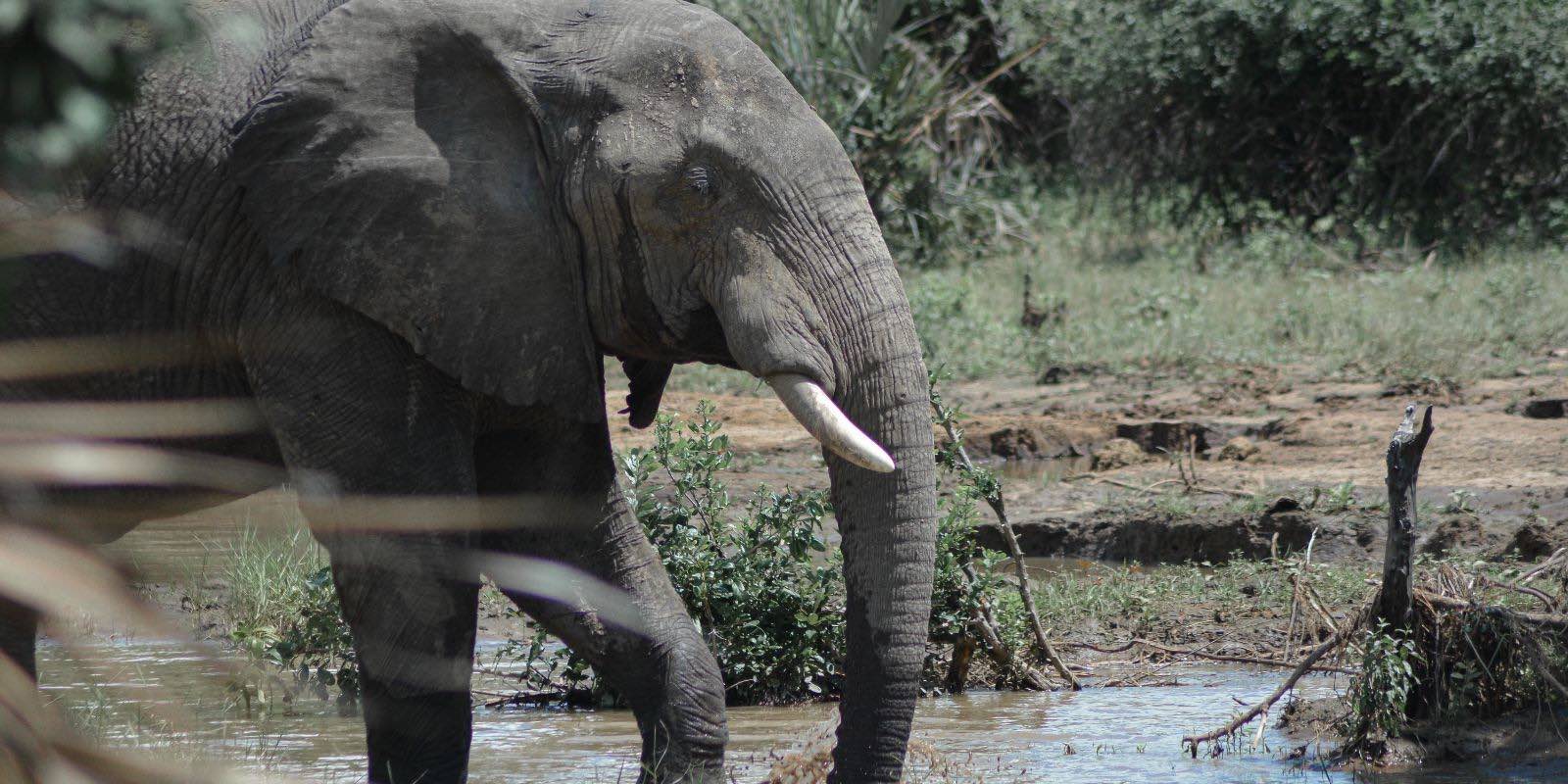 an elephant on a river in Malawi