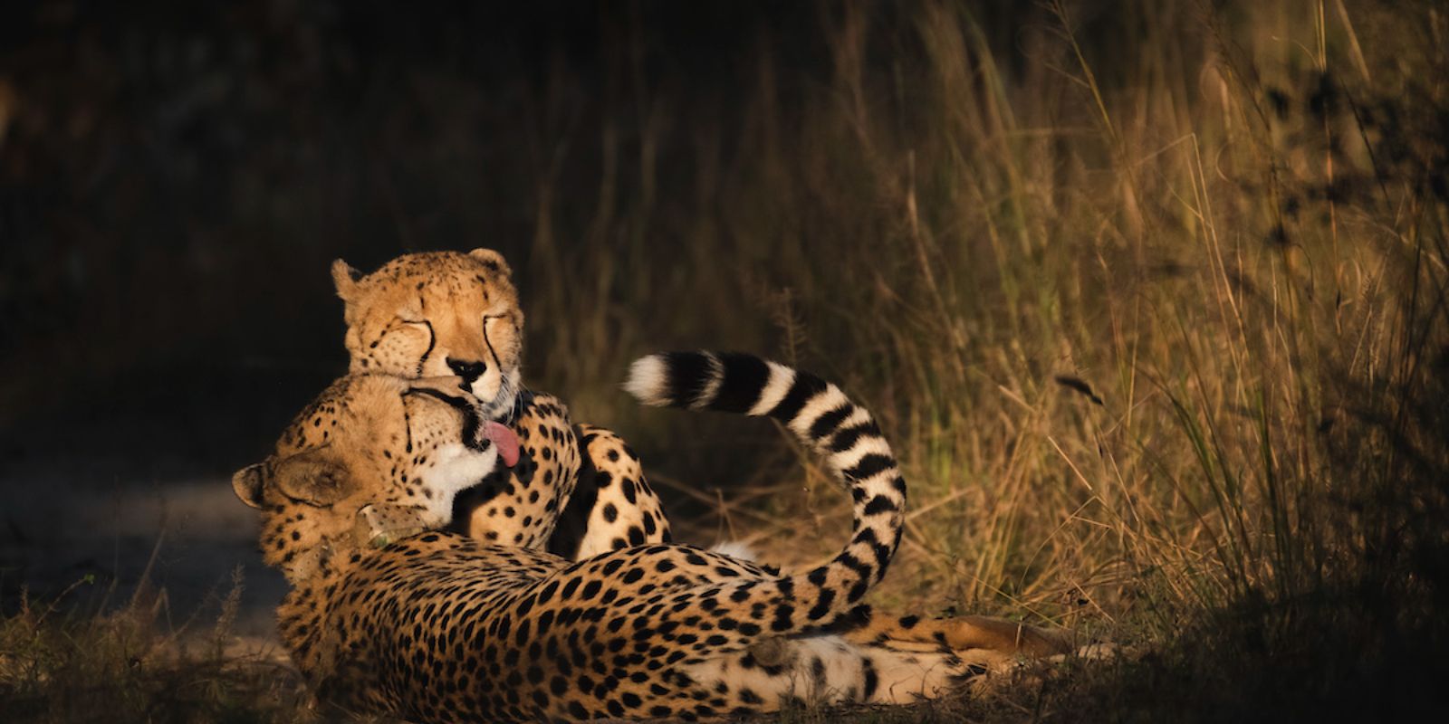 two cheetahs are playing in the grass
