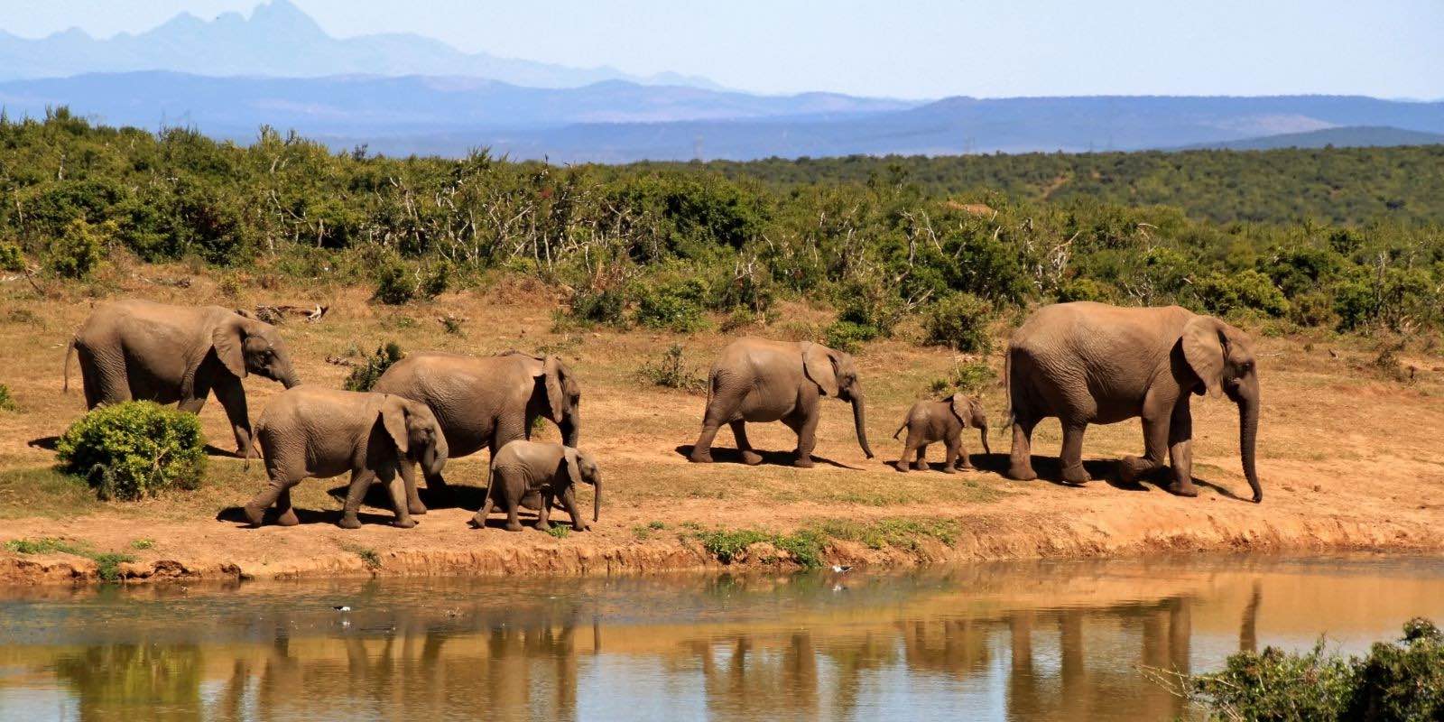 elephants walking by the river during daytime