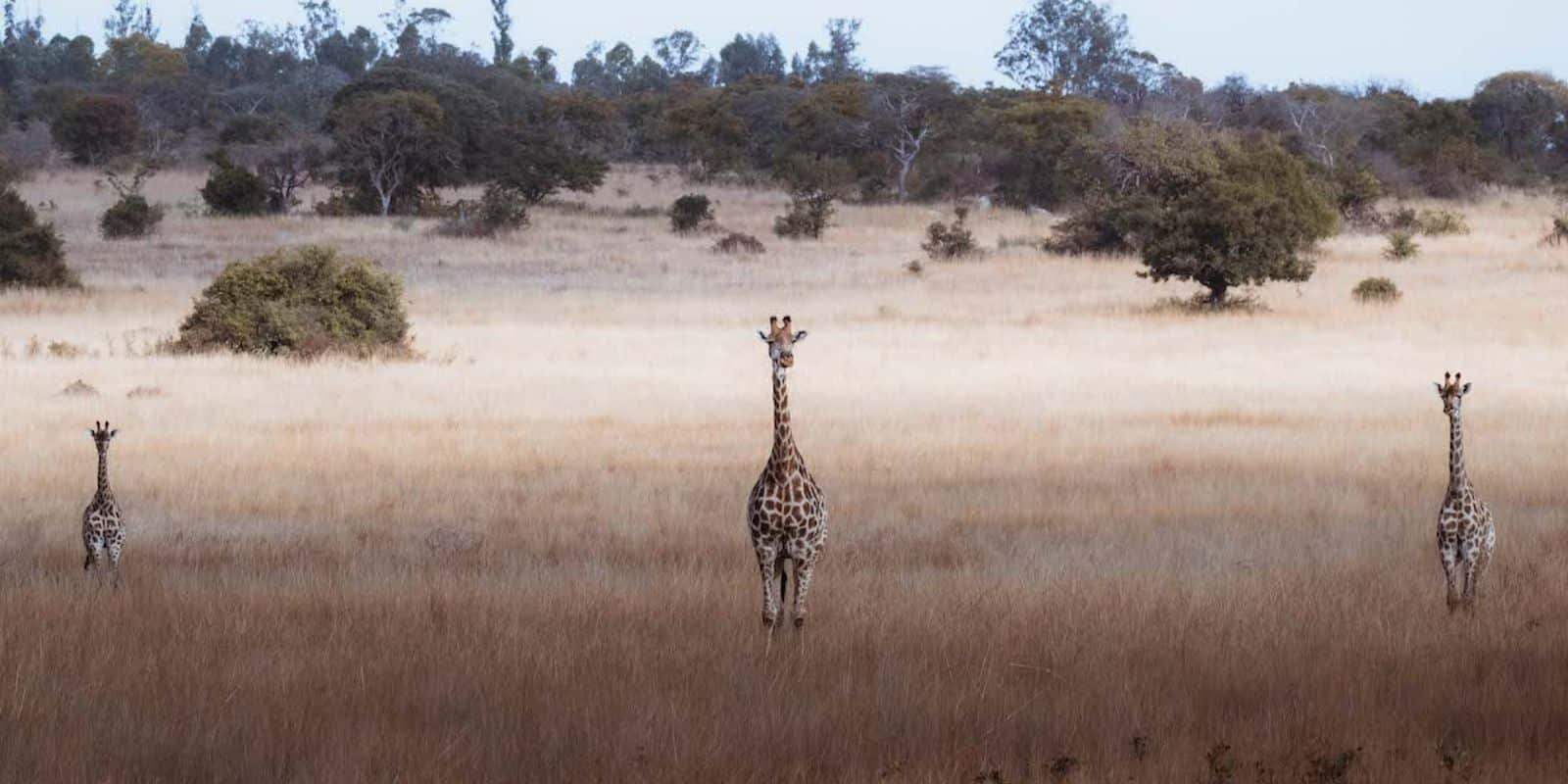 three giraffes standing in a field
