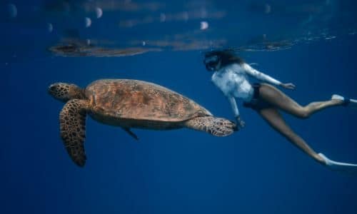 a woman swimming underwater with a sea turtle