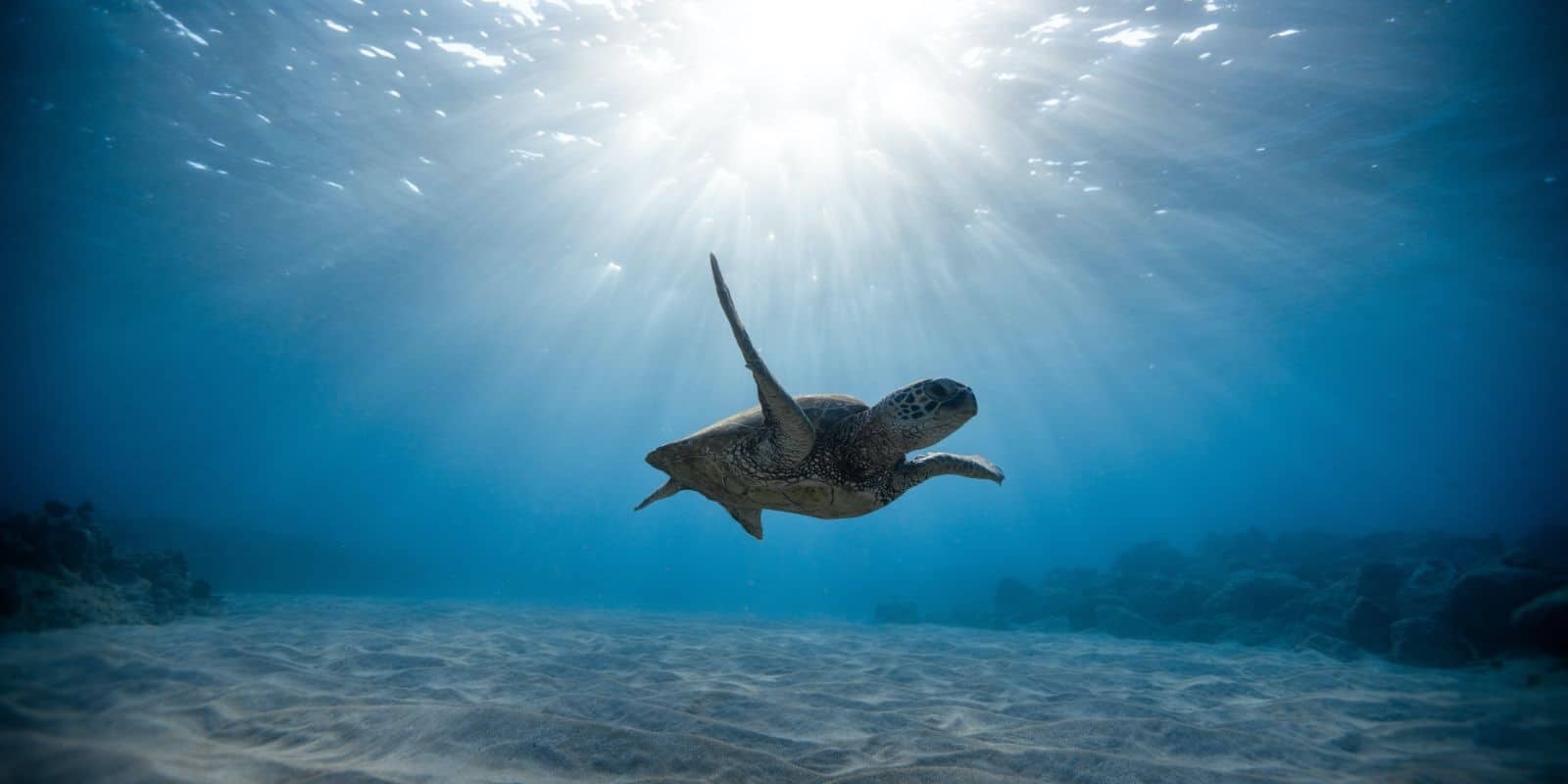 a turtle under the deep blue sea with a streak of sunlight