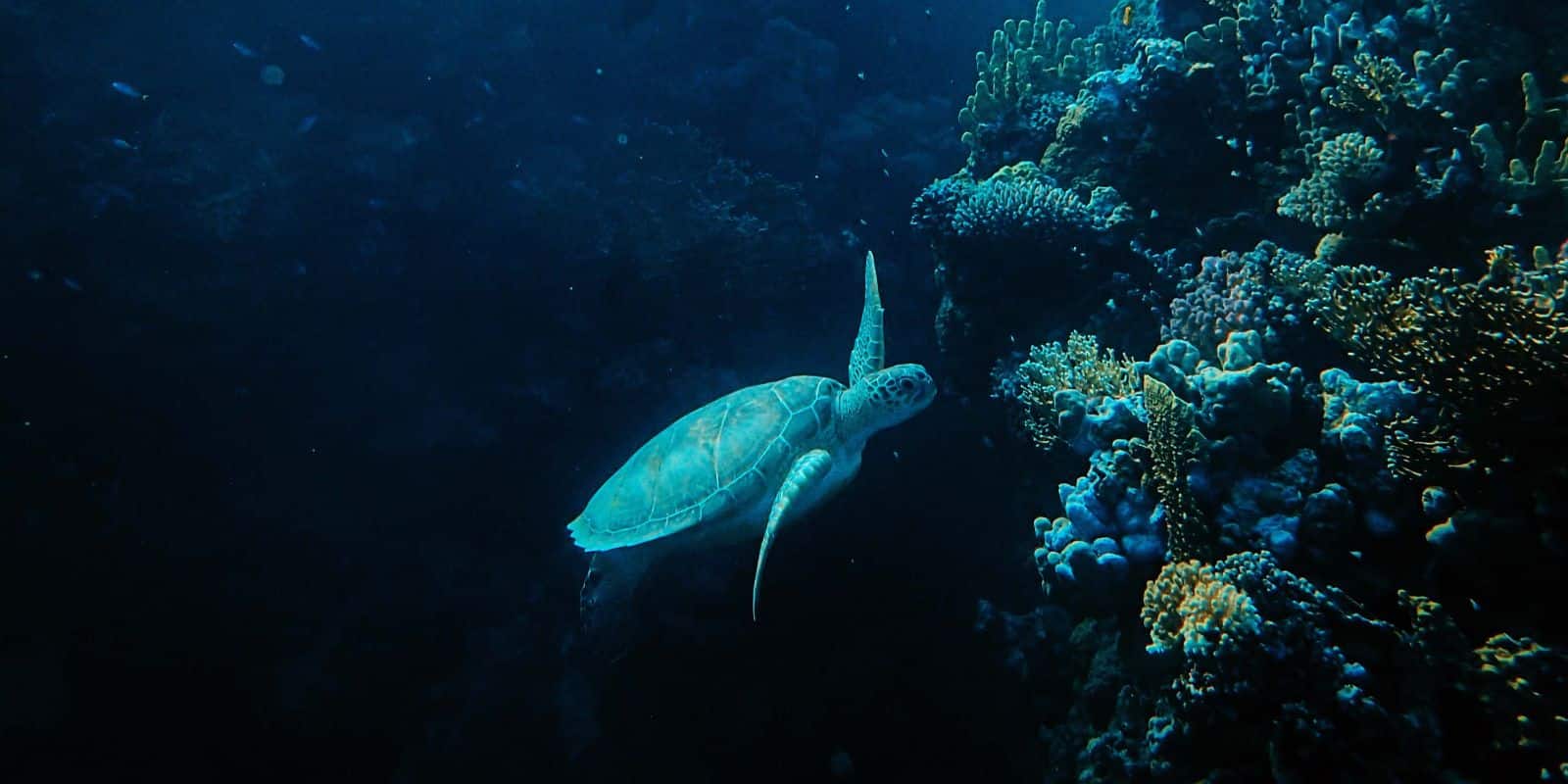 assorted fish and corals under the sea