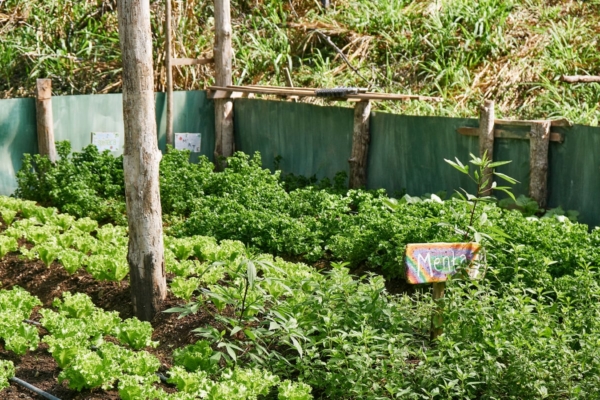 vegetable garden