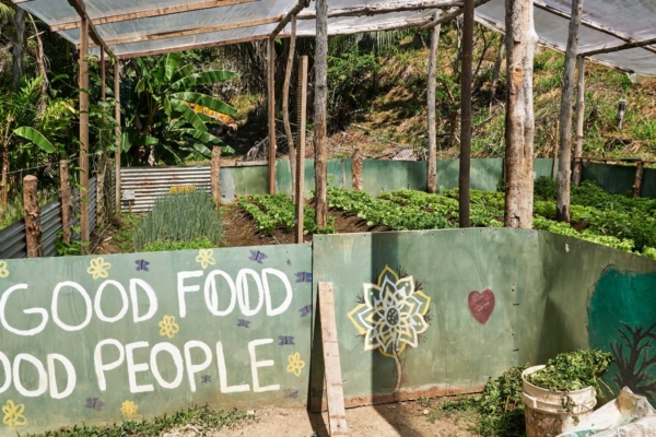 vegetable garden