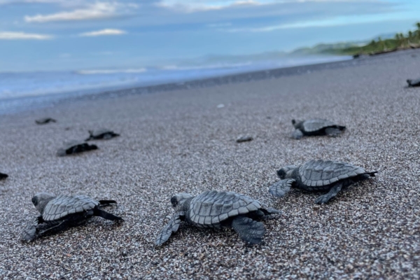 Turtles on the beach