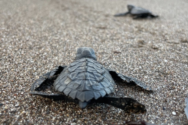 Turtles on the beach