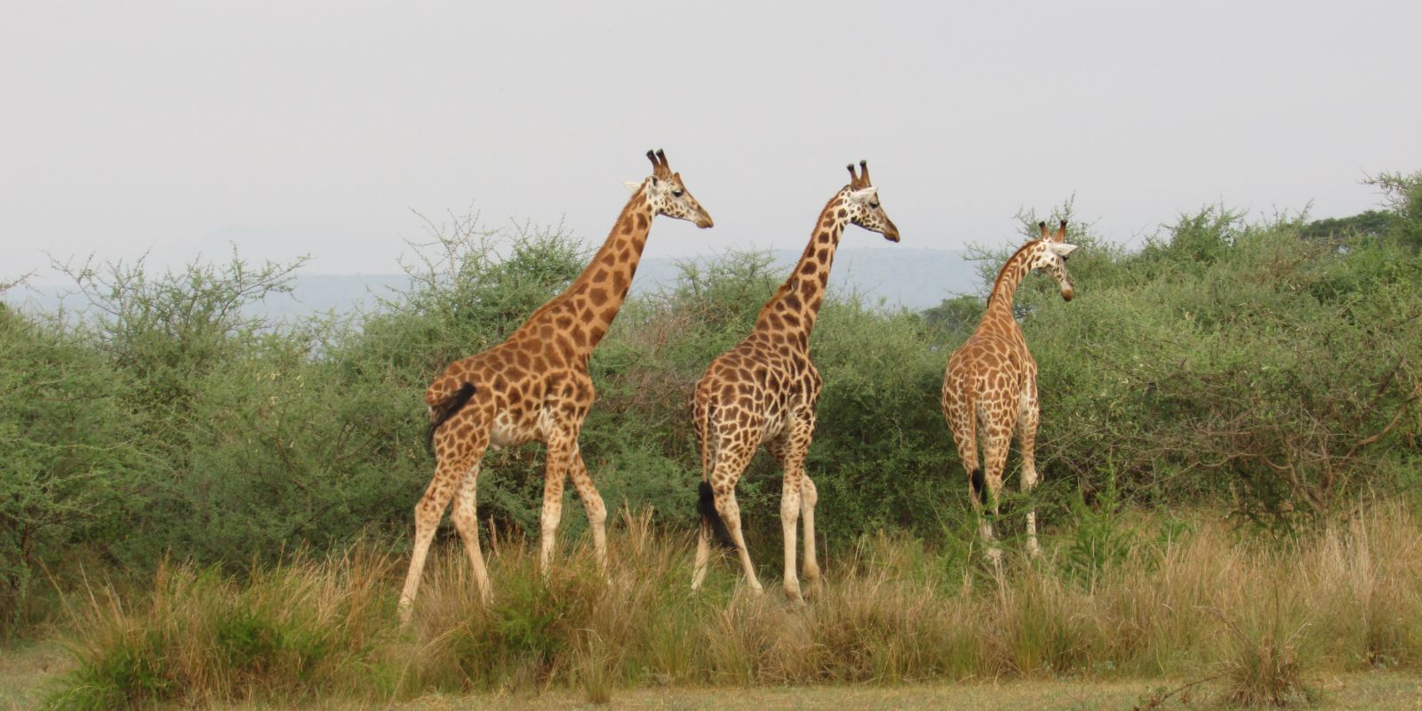 giraffes walking on a grass field in Uganda
