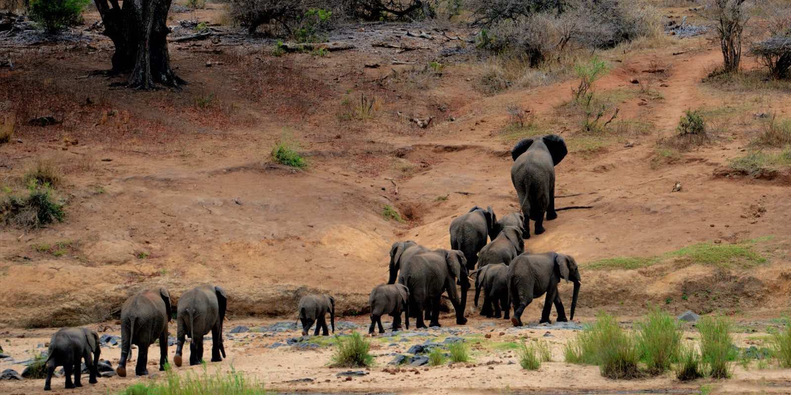 elephants on a mountain in Kruger Park, MP, South Africa