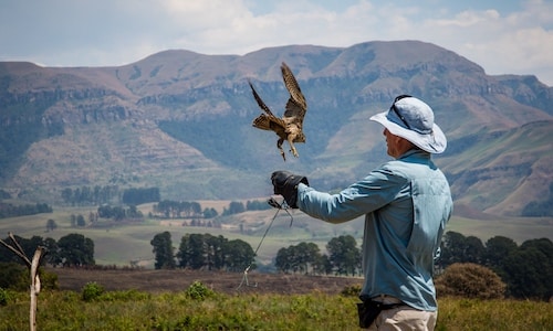 man standing with a flying bird in Cathkin Park, KZN, South Africa