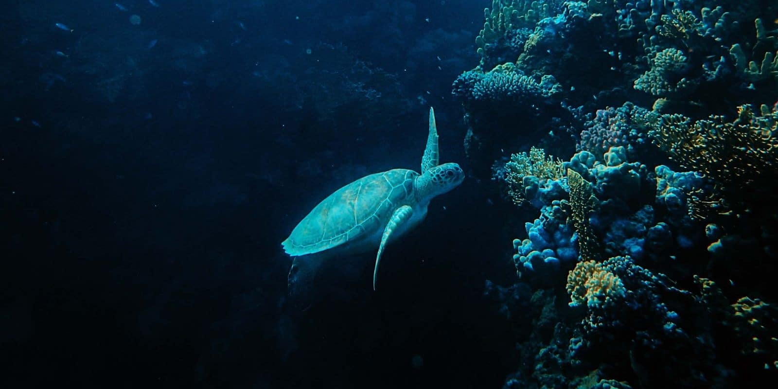 sea turtles and corals underwater