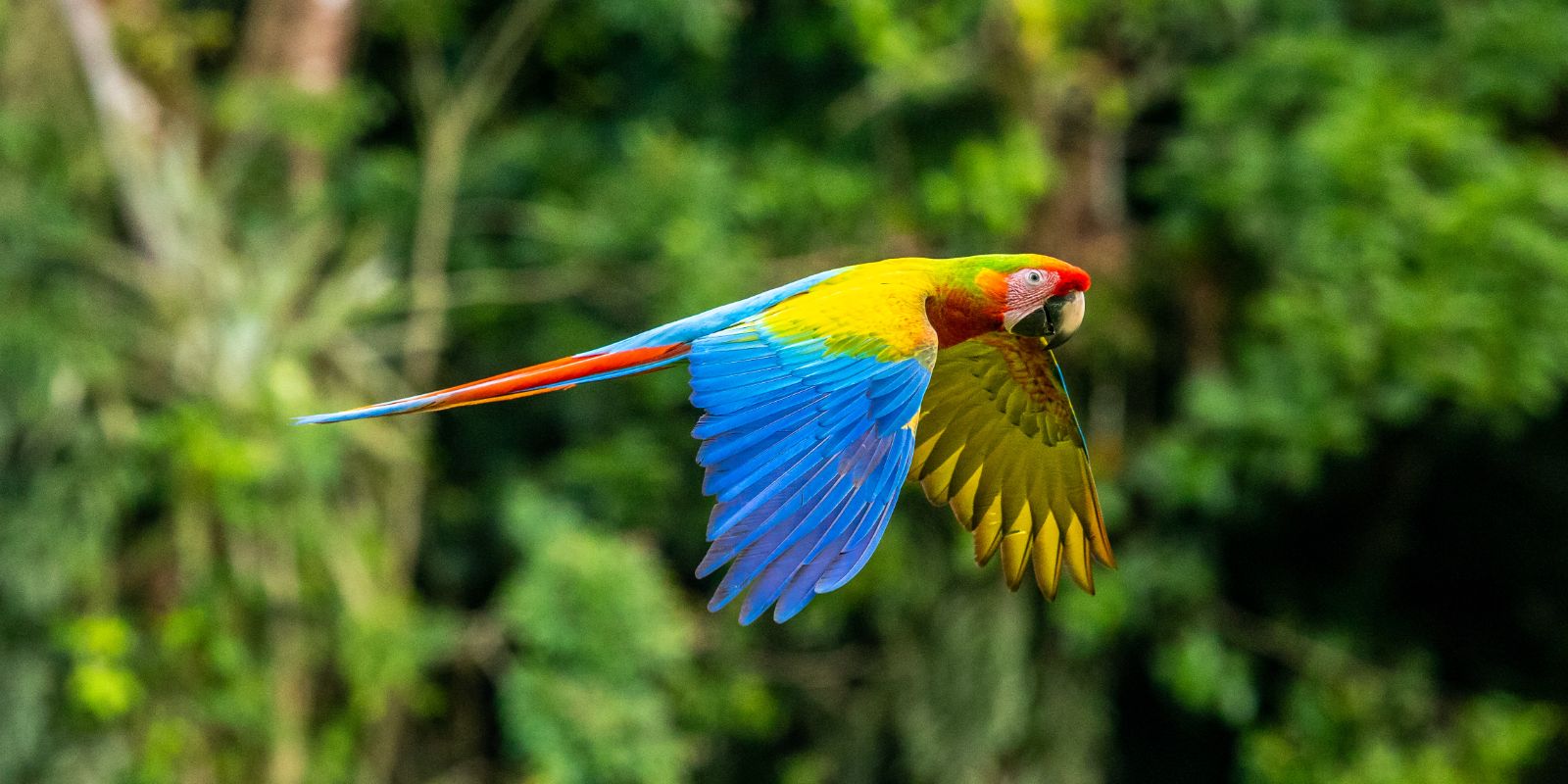 Macaw parrot in Costa Rica