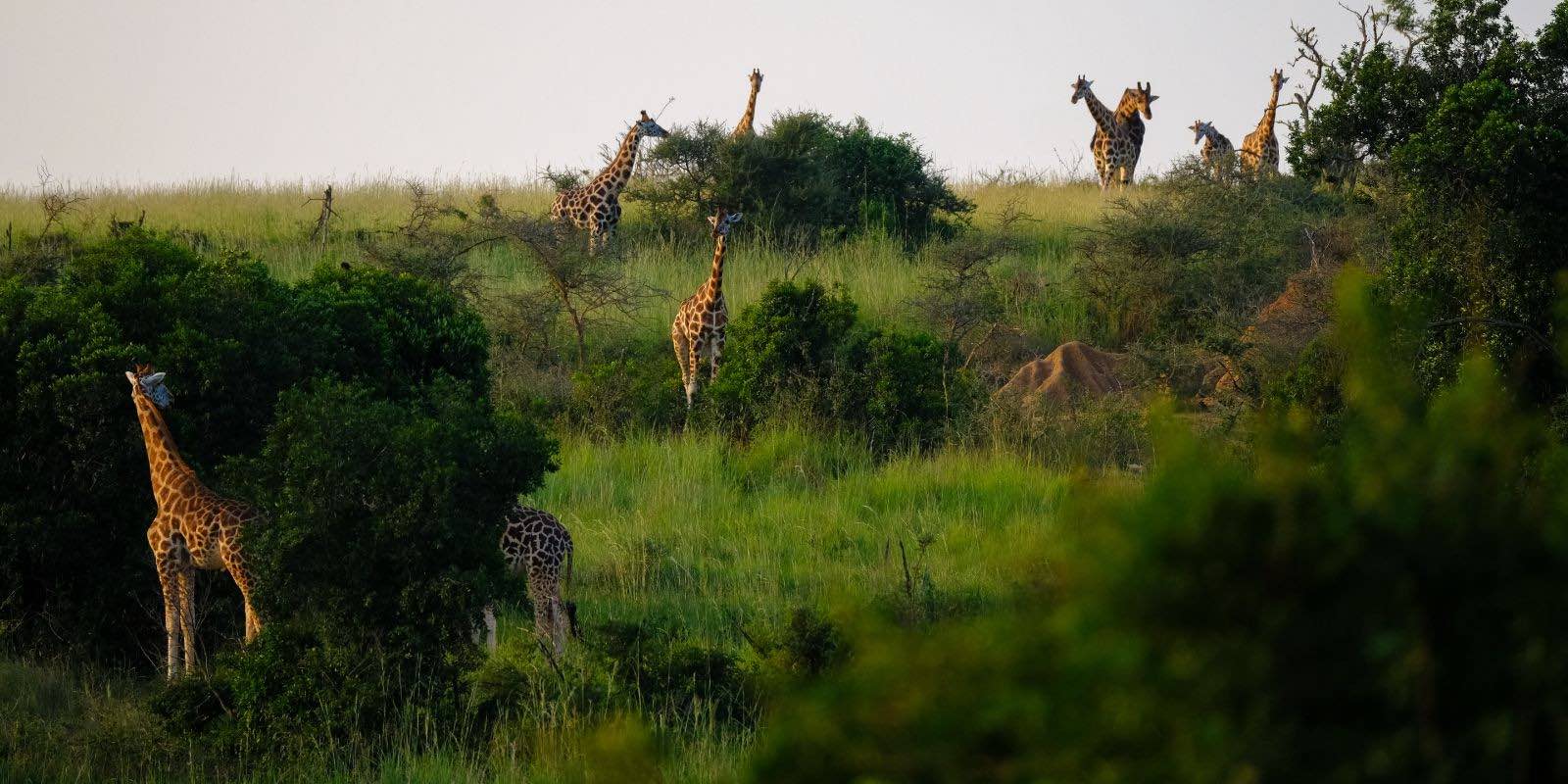standing giraffes scattered on a grass field in Africa