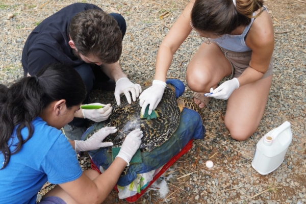 Interns cleaning a turtle