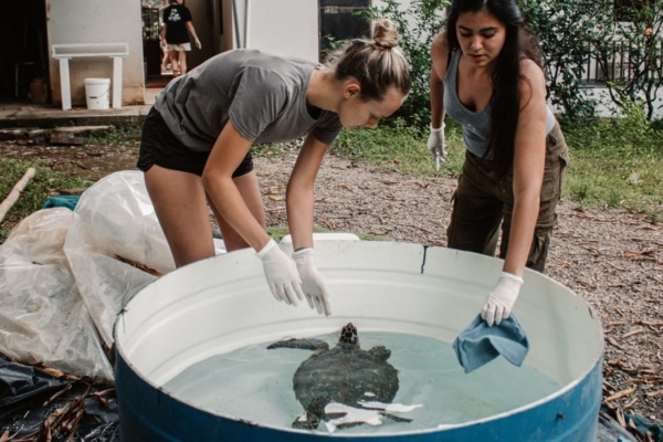 Girls helping a turtle in a basin