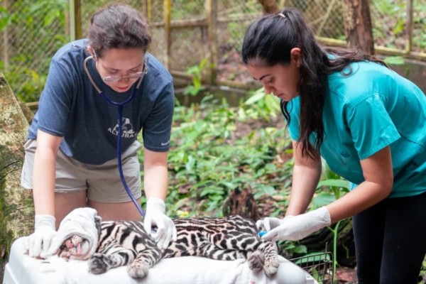 Vet students examining a feline