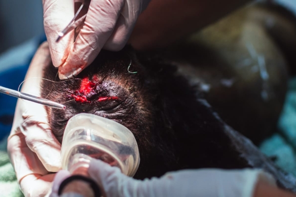 Close up of operating a monkey that has a wound above his eyes