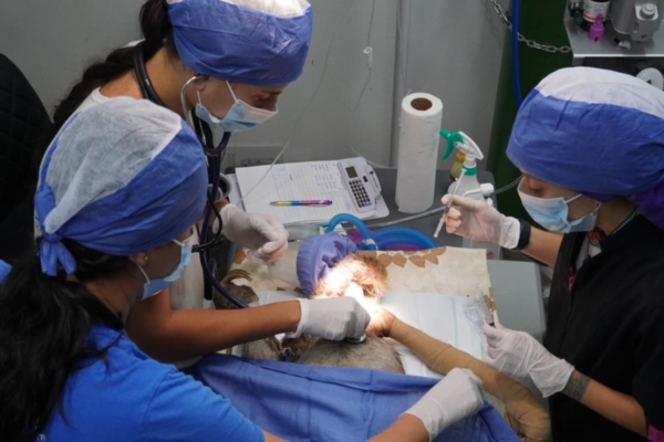 Vets operating an animal