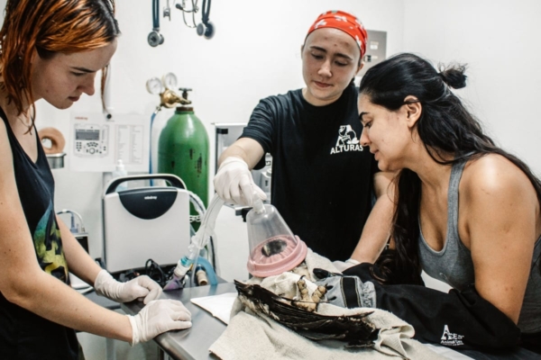 Veterinary students putting bird to sleep