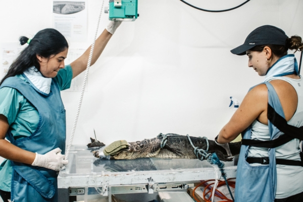 Veterinary students examining crocodile