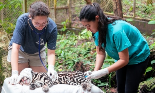 Vet students examining a feline