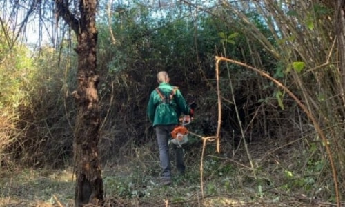 Man cutting vegetation