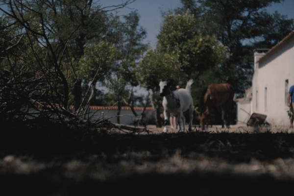 ANimals near a house