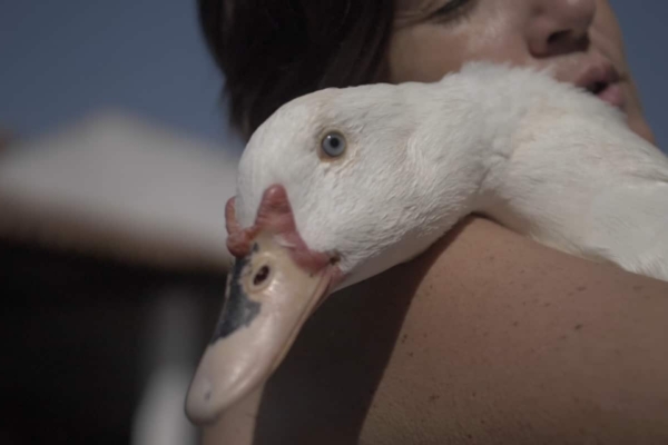 Girl with white duck