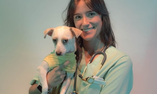 Vet holding dog