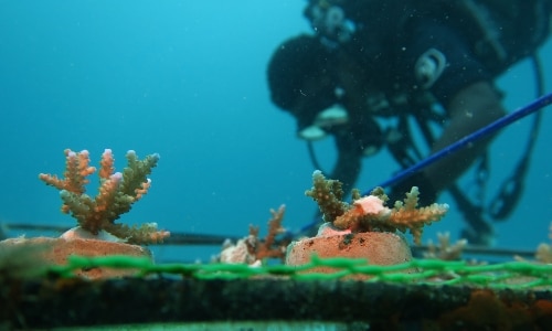 Diver at coral farm