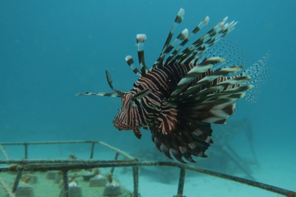 Coral farm with fish