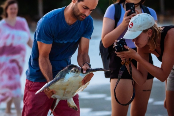 Photo ID of sea turtle