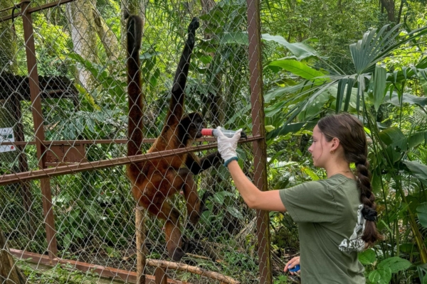 An intern in Costa Rica feeding a monkey.