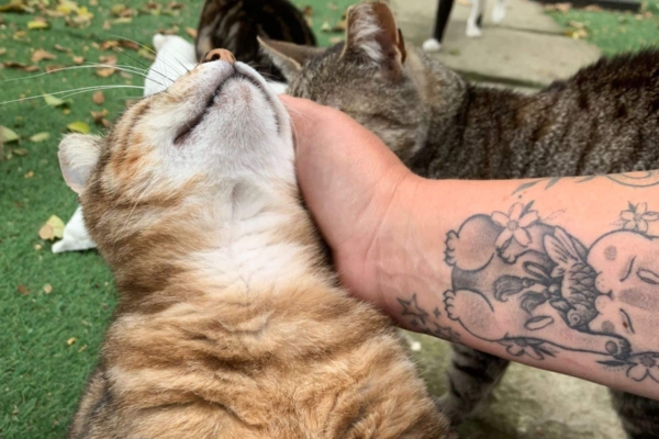 Cat getting patted on the head with cats in the background.