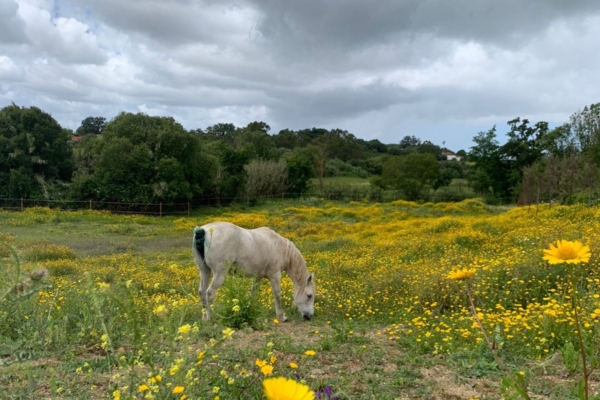 A white horse out in a flowery field.