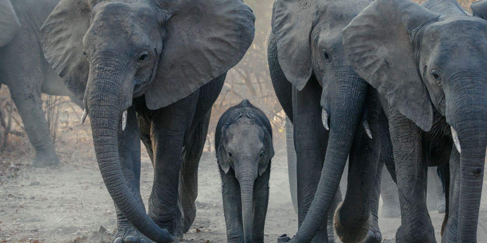 a baby elephant standing between big elephants
