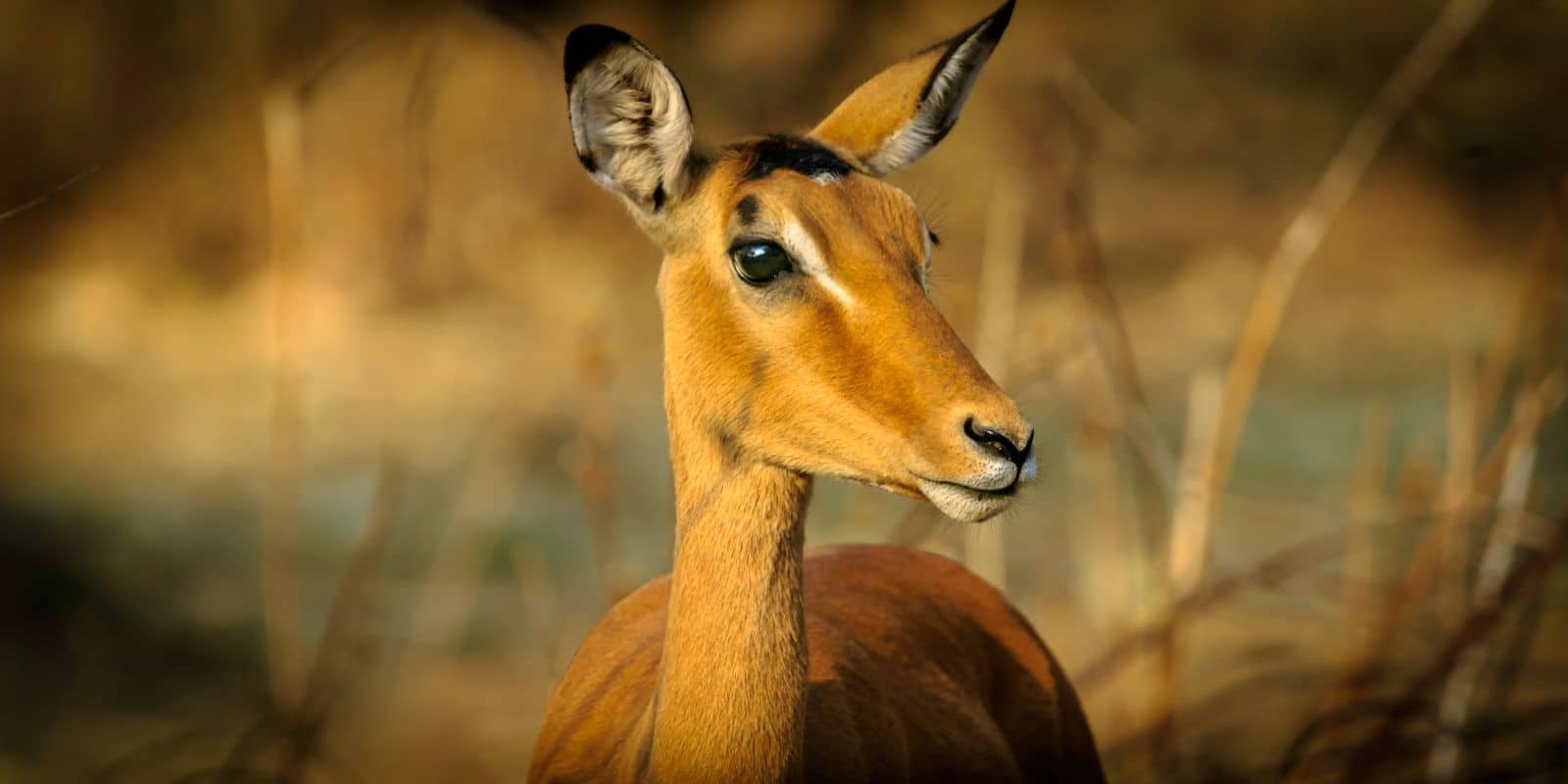 close up photo of black-faced impala