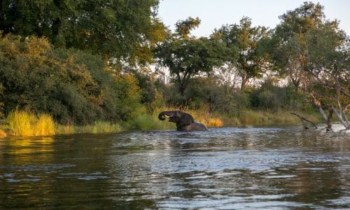 an elephant in the Zambezi River in Zambia