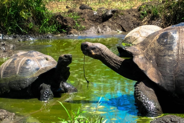 Galapagos, Ecuador