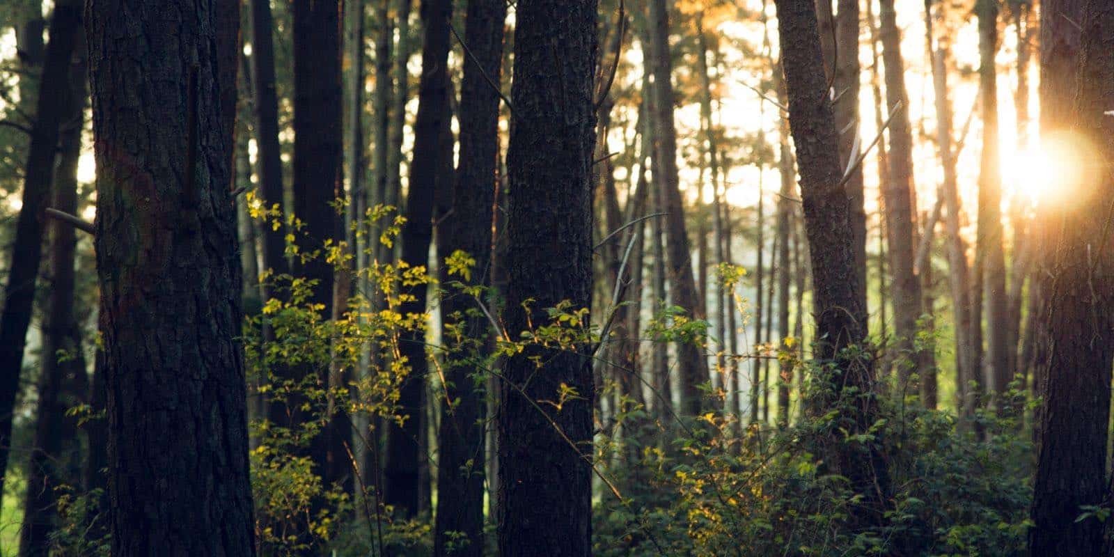 trunks of trees in a forest