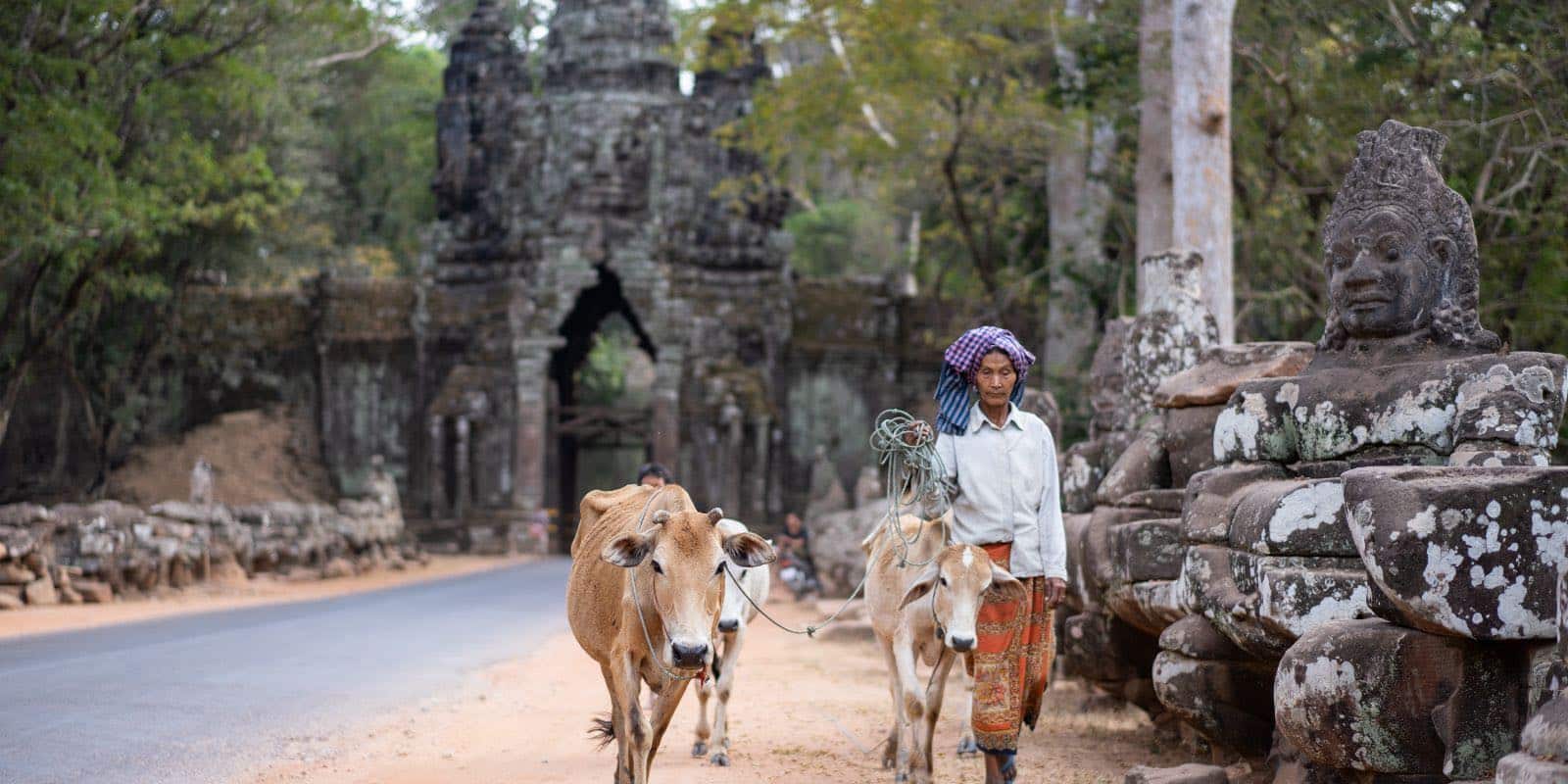 an old woman walking a cow in Angkor Thom, Siem Reap, Cambodia