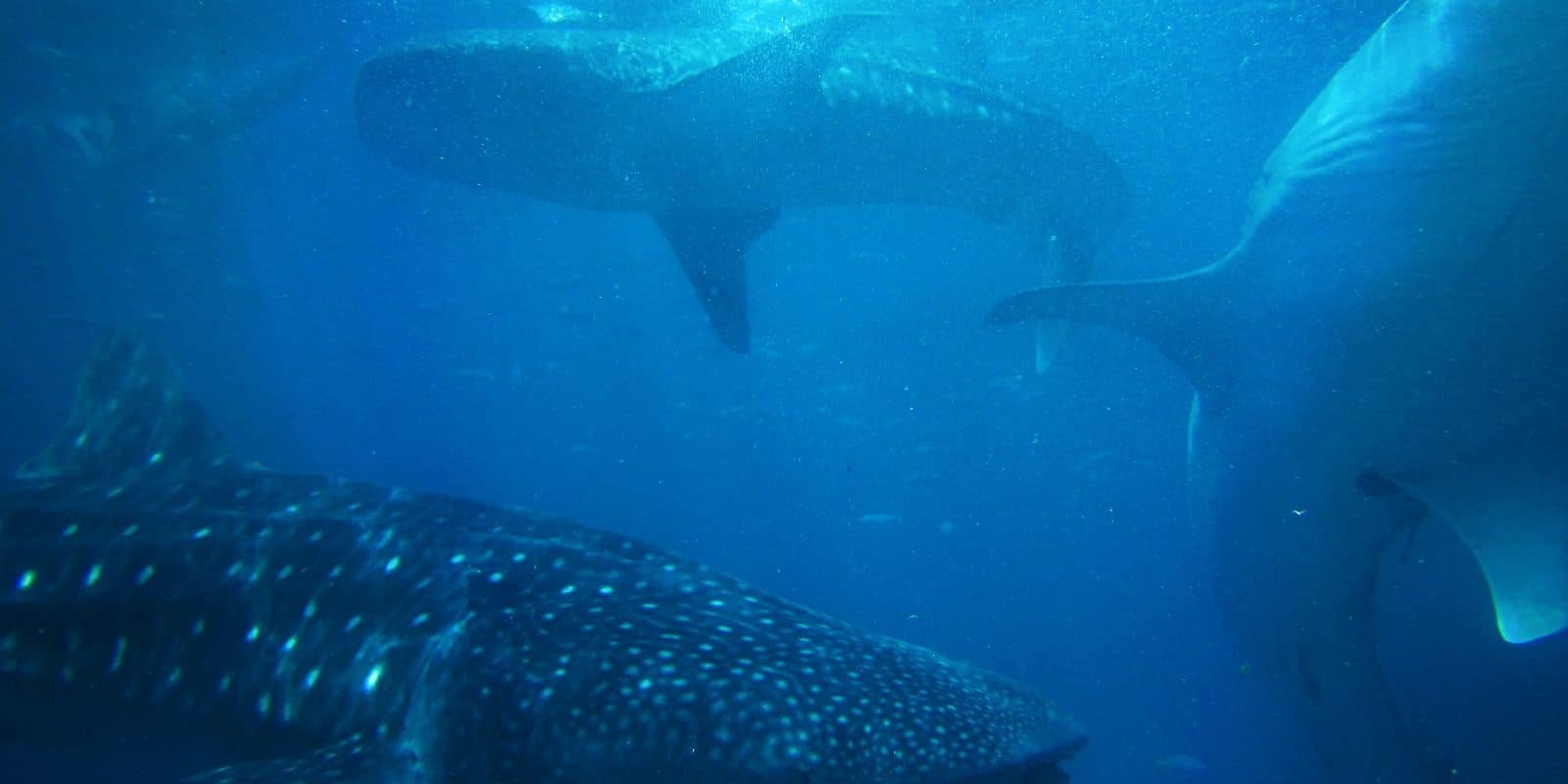 sharks underwater
