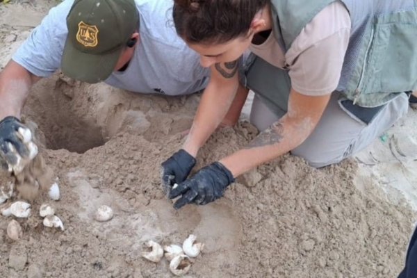 Sea turtle nest conservation volunteering