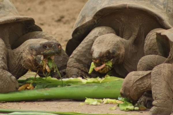 Tortoise eating