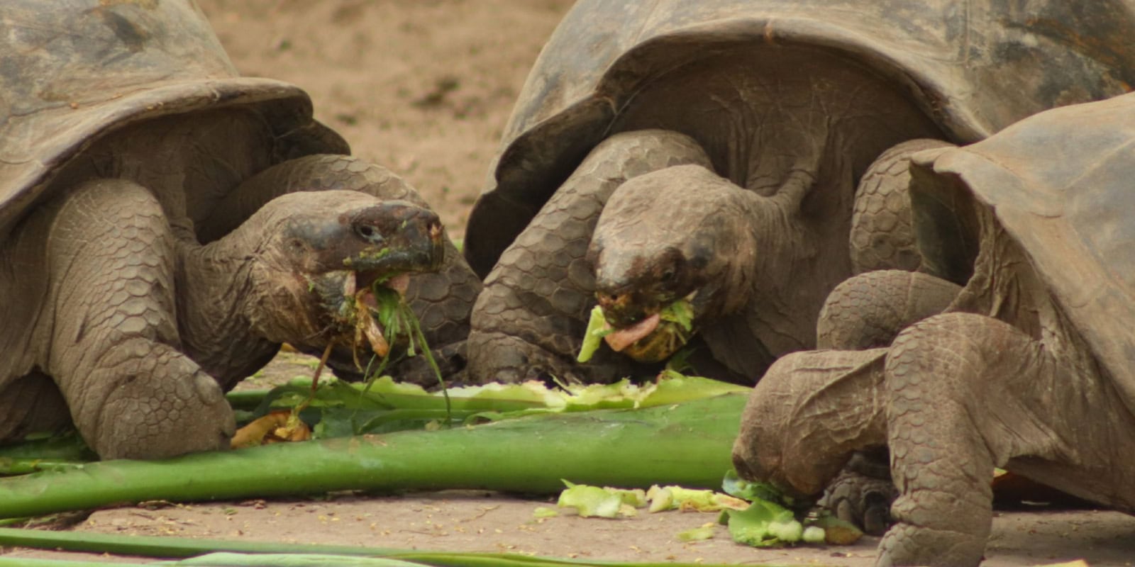 Tortoise eating