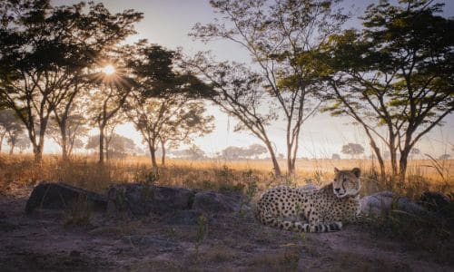 a cheetah lying in a ground surrounded by trees