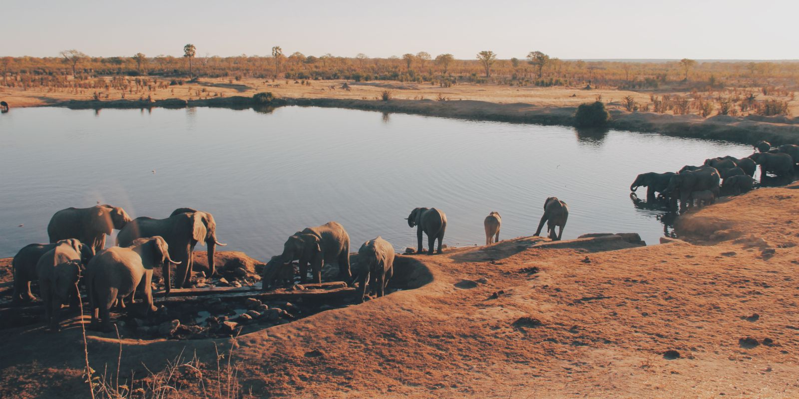 her of elephants in Hwange National Park, Zimbabwe