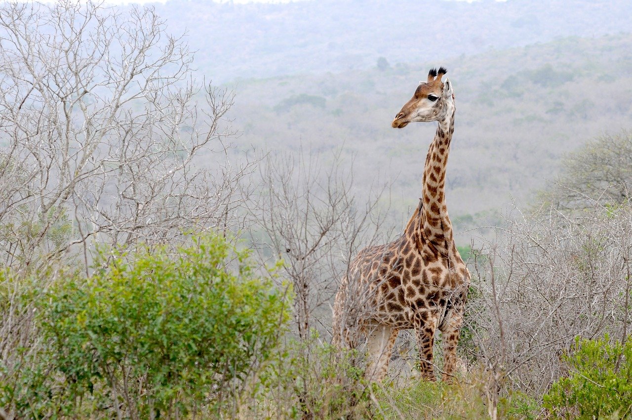 giraffe in the African bush